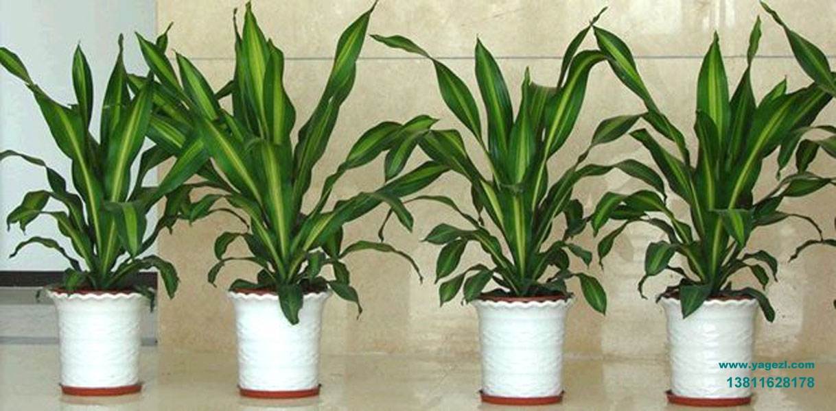 相关产品租赁-34